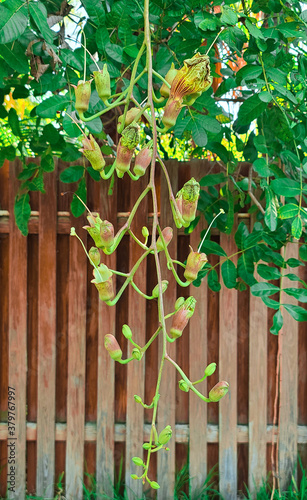 Finial Plants