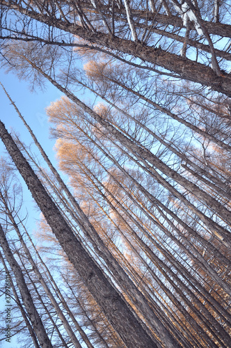 trees and sky