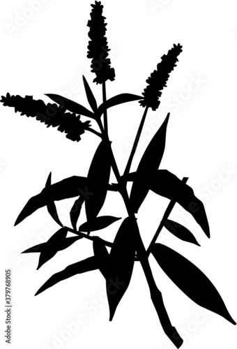 Koromiko New Zealand native Hebe