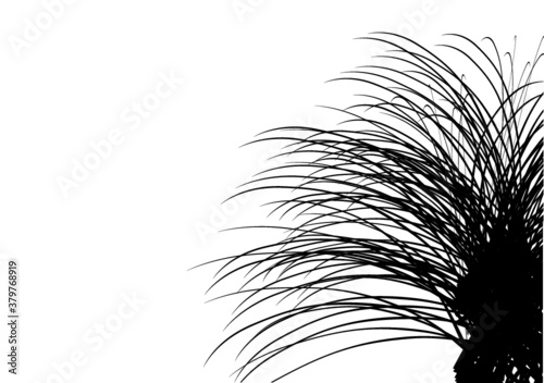 Purei, New Zealand Carex Secta grass tussock drawing