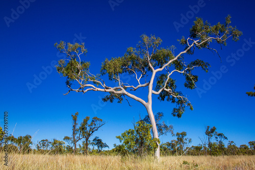 Porcupine Gorge, Queensland, Australia. Gum Tree with blue sky.