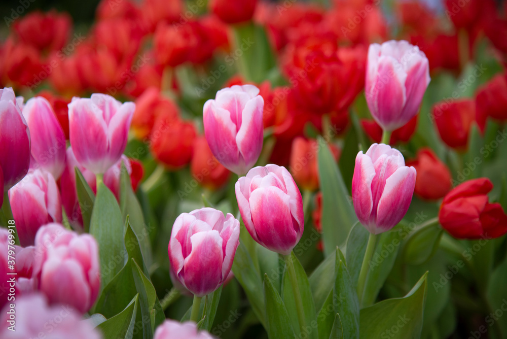 Colorful Tulip flower background in the garden, bloom in a garden Colorful Tulip flower background in the garden, bloom in a garden