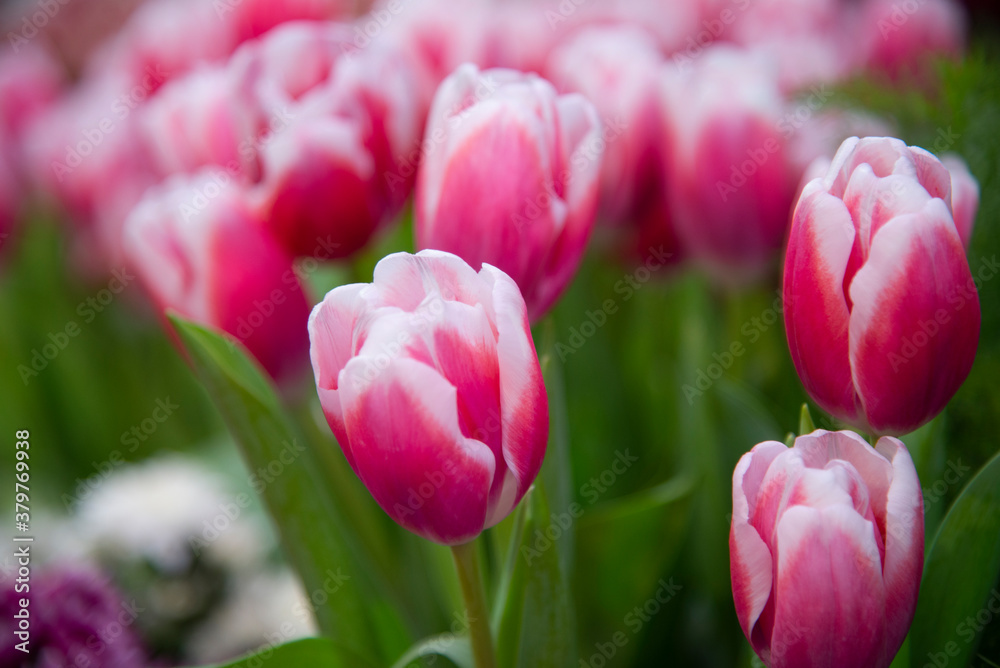 Colorful Tulip flower background in the garden, bloom in a garden