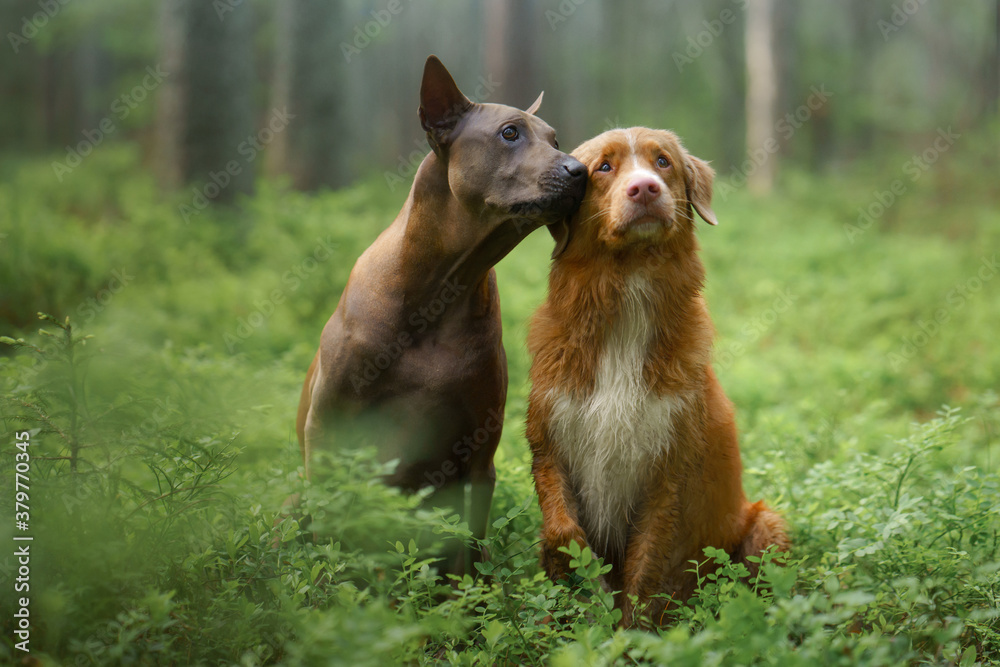 two dogs in the forest. Relationships, friendship. Thai Ridgeback and Nova Scotia Duck Tolling Retriever