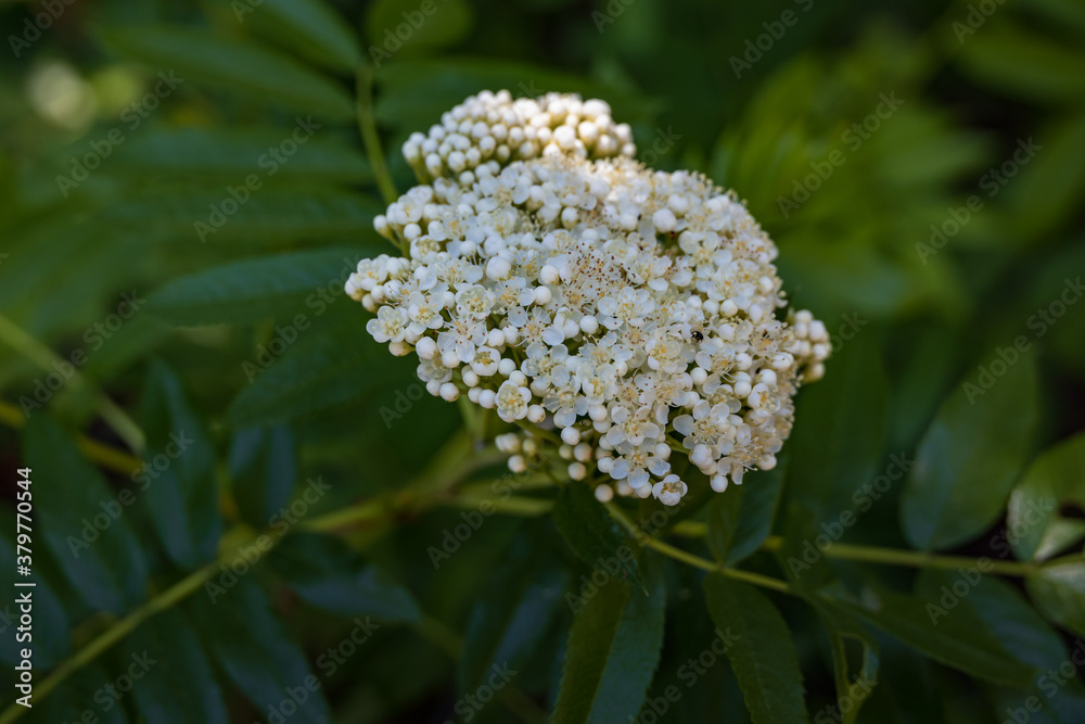 Elderberry flower clusters close-up Elderberry flower clusters close-up