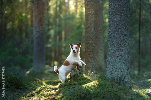 dog in the forest. Jack Russell Terrier walks on nature © Anna Averianova