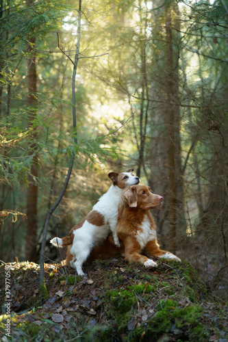 two dogs together in the forest. Nova Scotia Duck Tolling Retriever Jack Russell Terrier in nature. Pet friendship. 