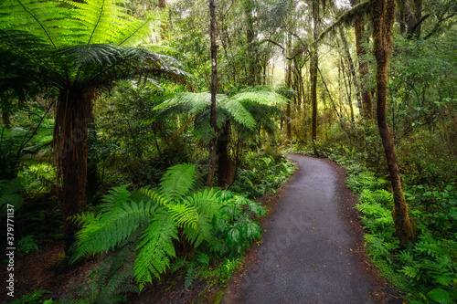 Fern Trees on the side of the pathway through the lush rainforest at Haast Pass in Mount Aspiring National Park  Otago Region  Southern Alps  New Zealand.