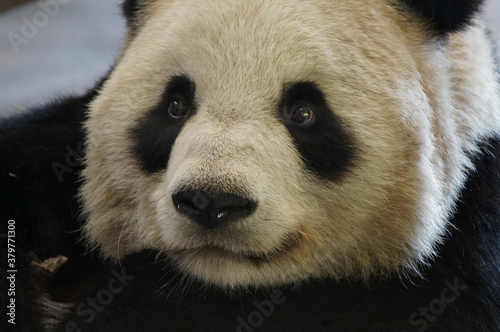 giant panda bear
