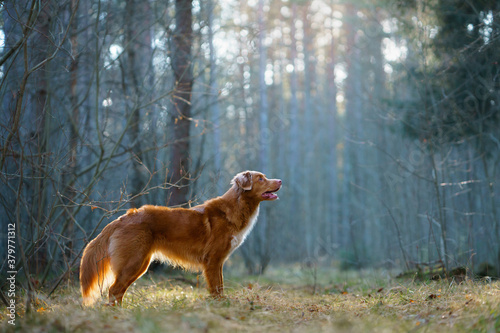 dog in the green forest. Nova Scotia Duck Tolling Retriever in nature among the trees. sunlight © annaav