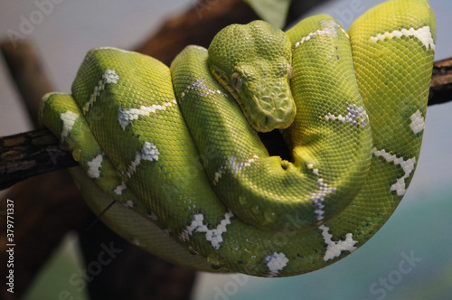 close up of a snake