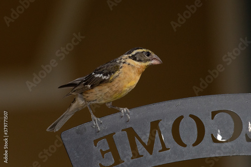 wild bird