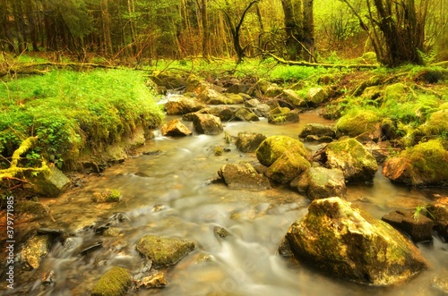 river in a  mysterious fairytale forest with slow shutter speed, and soft - focused green in the back