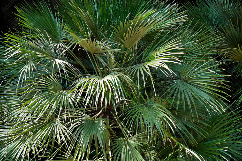 Fototapeta premium Green palm tree foliage at the garden