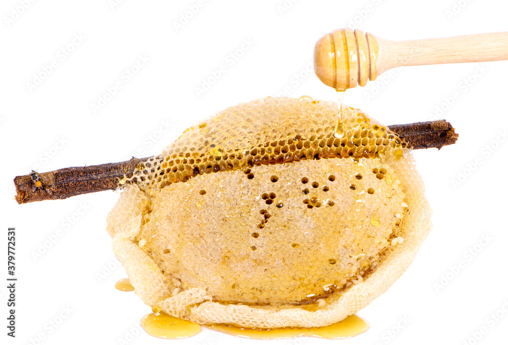 Fototapeta premium honey dipper and honey an isolated on white background