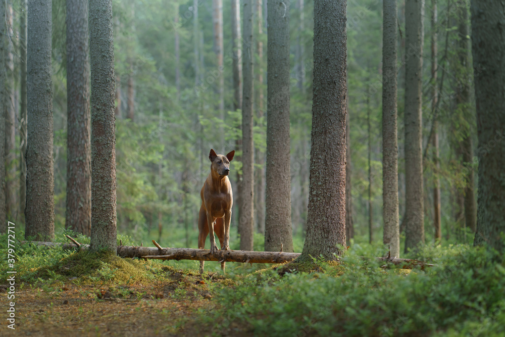 dog in the woods. Red-haired Thai Ridgeback in nature. Forest landscape with pet dog in the woods. Red-haired Thai Ridgeback in nature. Forest landscape with pet