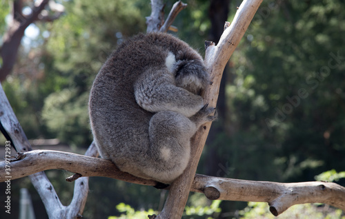Fototapeta Naklejka Na Ścianę i Meble -  An Australian Koala (Phascularctos cinereus).
