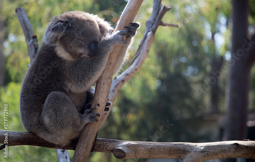 Canvas Print An Australian Koala (Phascularctos cinereus).
