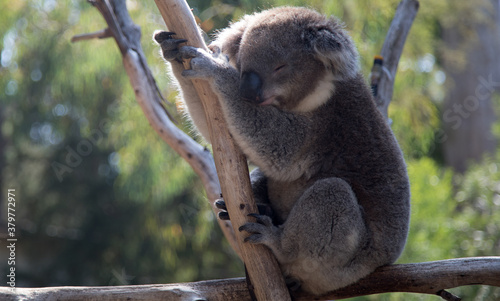 Photography An Australian Koala (Phascularctos cinereus).