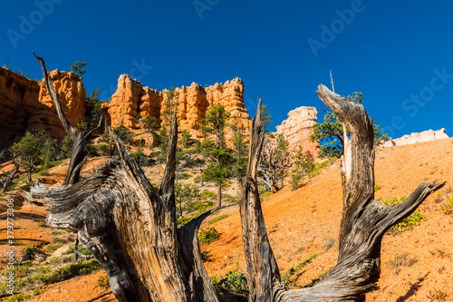 Fotografie Hoodoos of Fairyland Framed By The Twisted Branches of A Pinyon Pine, Bryce Cany