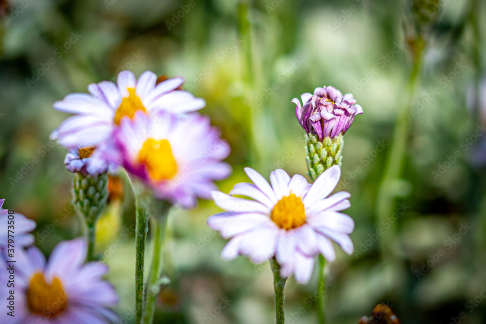 Pink and Purple California Aster Flowers in the Garden Pink and Purple California Aster Flowers in the Garden