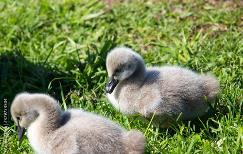 Some newly hatched West Australian black swan cygnus atratus young cygnets in Big Swamp Bunbury Western Australia on a fine afternoon in winter are a delight as they sit in the grass. © allymoon