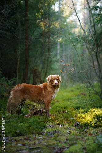 dog in the green forest. Nova Scotia Duck Tolling Retriever in nature among the trees. sunlight