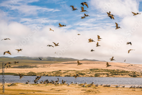 Flock of birds on the beach. Colony of seagulls and brown pelicans. Sand dunes and beautiful cloudy sky background