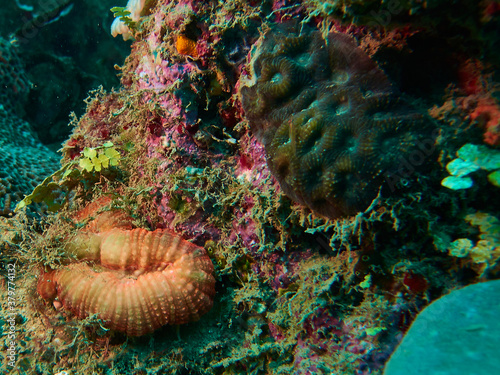 The underwater world in Mayotte