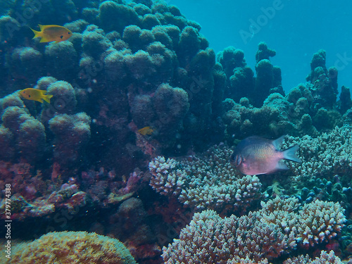 The underwater world in Mayotte © BiceksPhoto