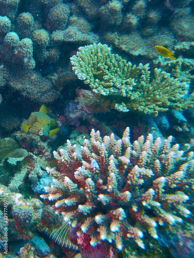 The underwater world in Mayotte The underwater world in Mayotte