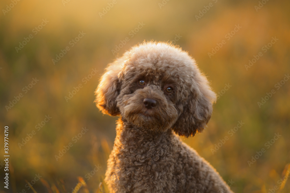 miniature chocolate poodle on the grass. cute pet portrait. dog like a toy miniature chocolate poodle on the grass. cute pet portrait. dog like a toy