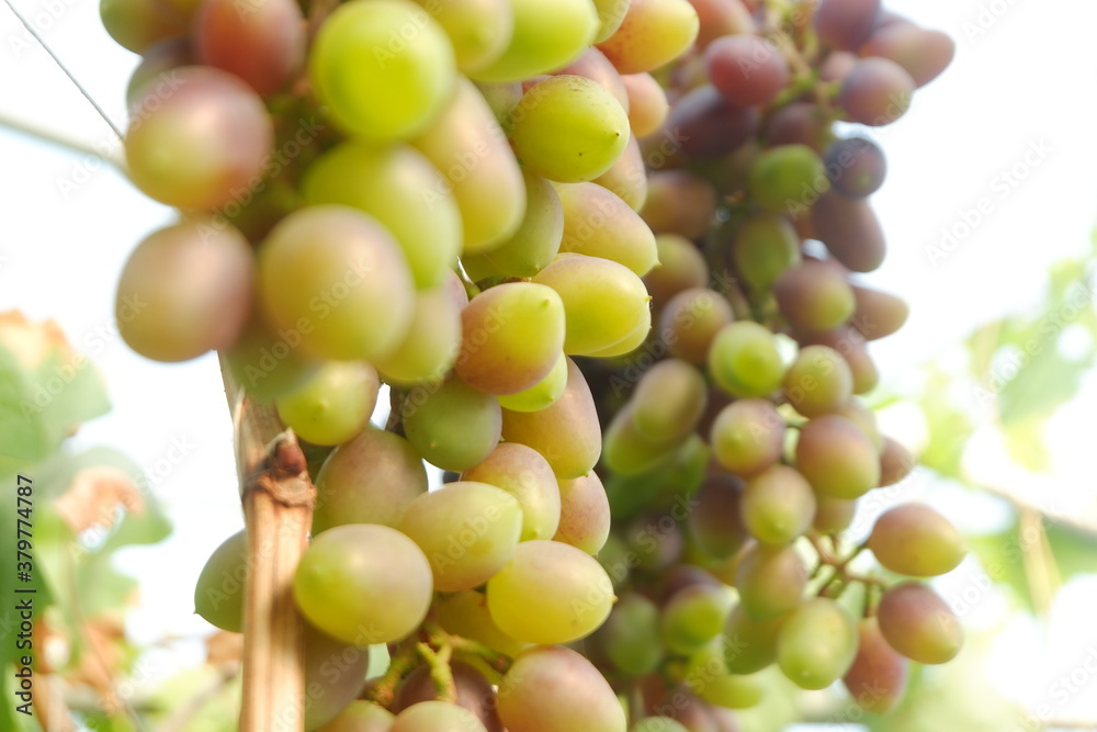 Green grapes in the vineyard Green grapes in the vineyard
