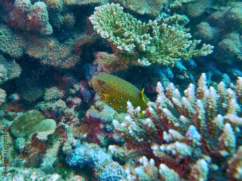 The underwater world in Mayotte
