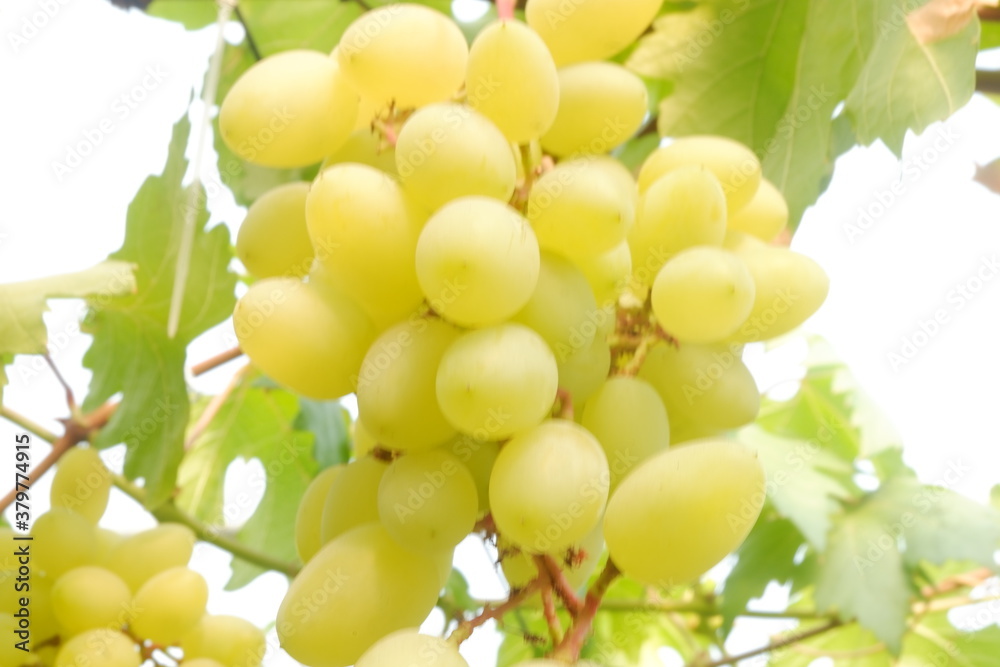 Green grapes in the vineyard Green grapes in the vineyard