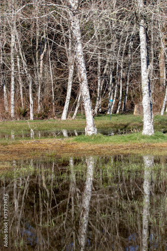tall white trees reflected in still grassy pond