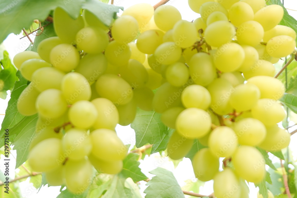 Green grapes in the vineyard Green grapes in the vineyard