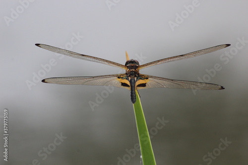 Dragonfly (Yellow-Barred Flutterer) (Rhyothemis phyllis) at Singapore Botanical Garden 