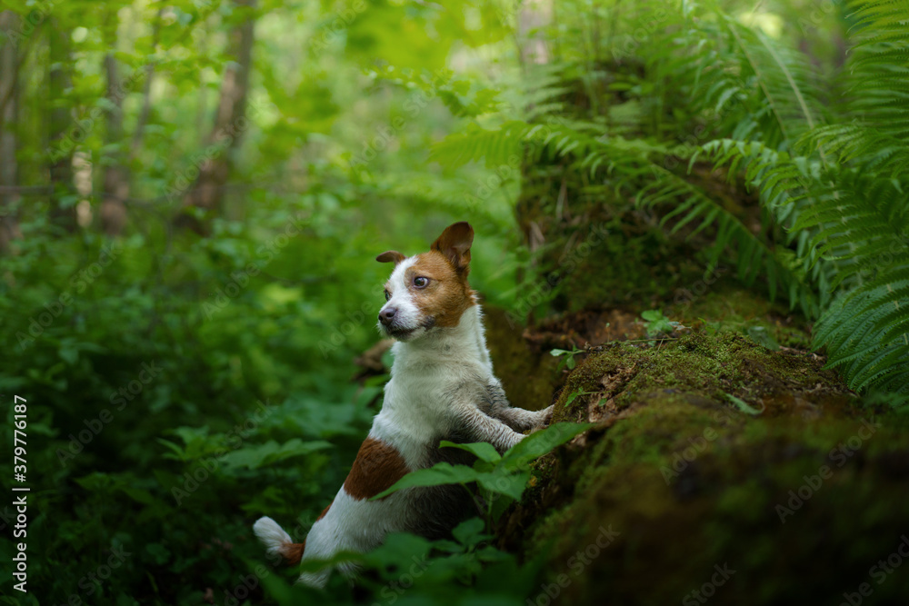 dog in the fern. Jack russell terrier hiding behind the leaves. Tropics wood. pet in nature. 