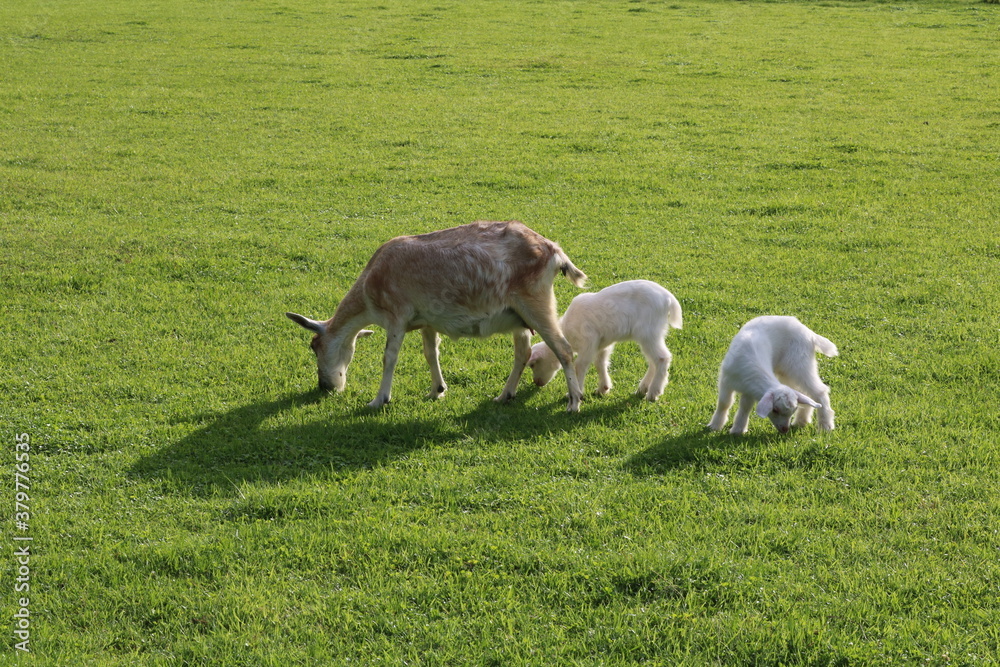 Fototapeta premium やぎの親子