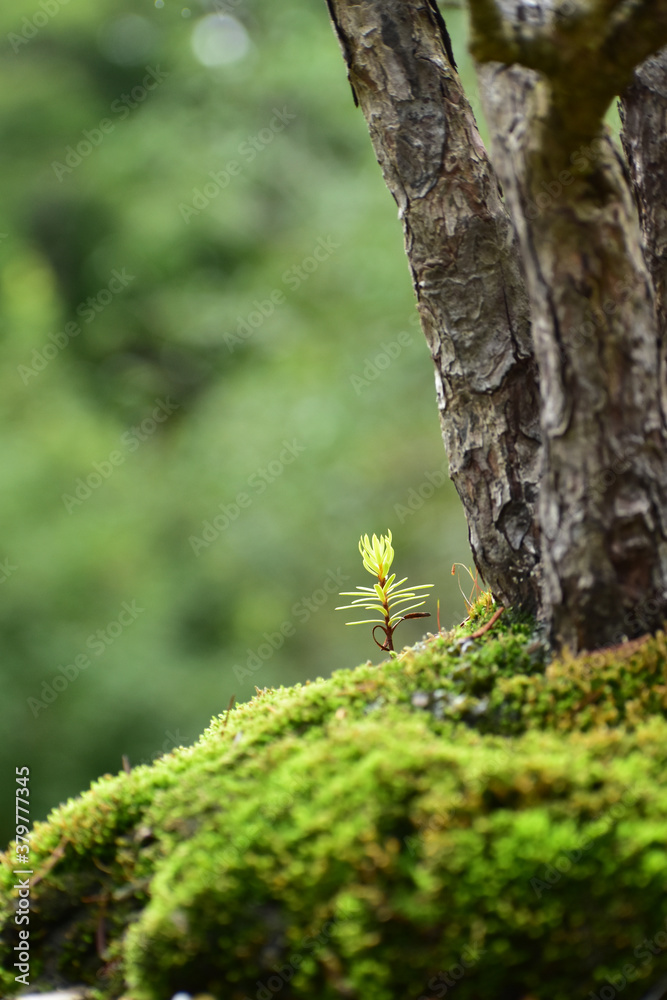 Fototapeta premium 盆栽の根元の新芽