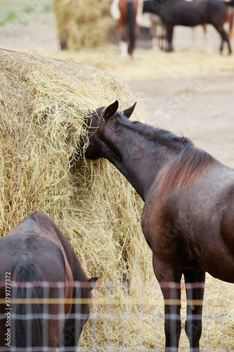 Horse With Head Buried In Hay photo
