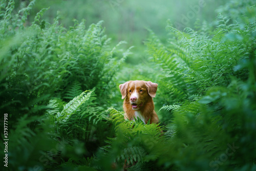 dog in the fern. Nova Scotia Duck Tolling Retriever in the forest. Tropics wood. pet in nature.  © annaav