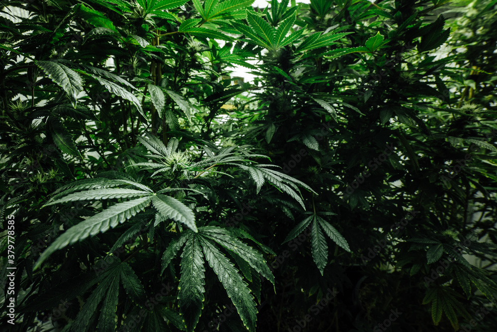 Marijuana Plant Leaves and Buds in Grow Room Marijuana Plant Leaves and Buds in Grow Room