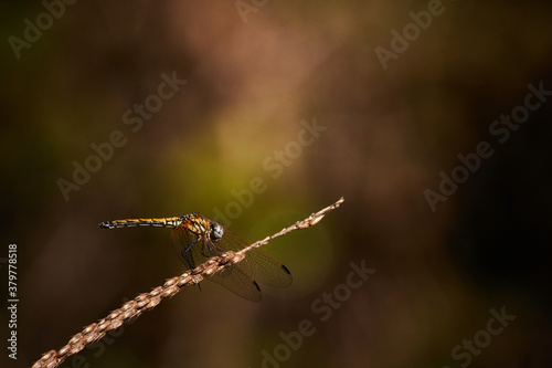 Dragonfly close up Shot sitting on the grass © BiceksPhoto
