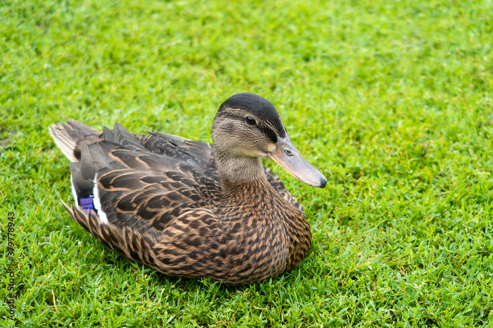 View of a female mallard lying on the grass in a park, in Quebec View of a female mallard lying on the grass in a park, in Quebec