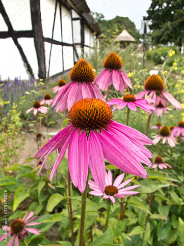 Rural garden with Echinacea blooming