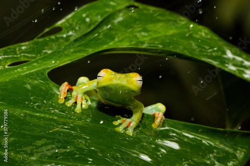 Portrait of tree frog smiling