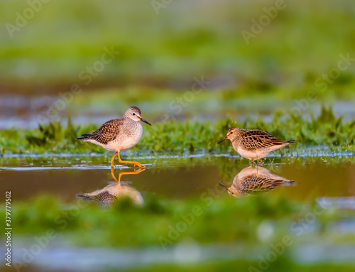 Pectoral Sandpiper and Lesser Yellowlegs Foraging on the Pond in Fall