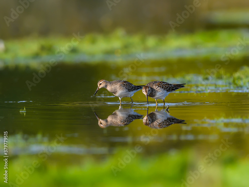 Two Pectoral Sandpipers Foraging on the Pond in Fall © FotoRequest